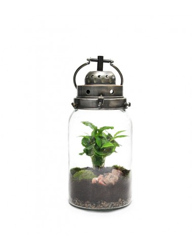 Lanterna terrarium con led