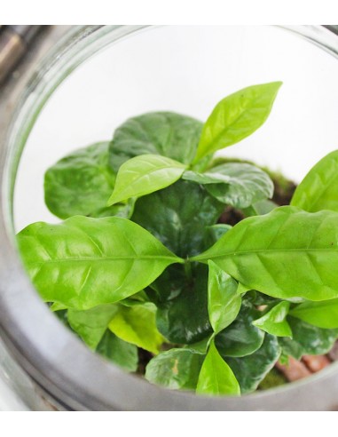 Lanterna terrarium con led