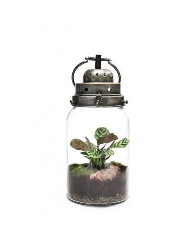Lanterna terrarium con led