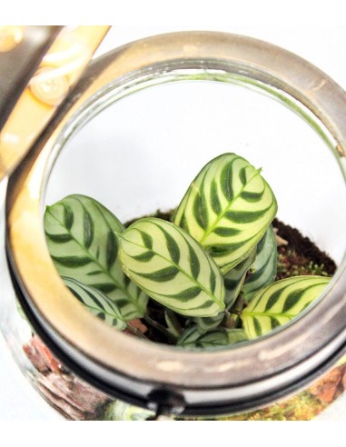 Lanterna terrarium con led