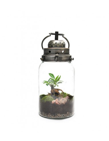 Lanterna terrarium con led