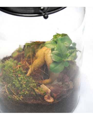 Lanterna terrarium con led