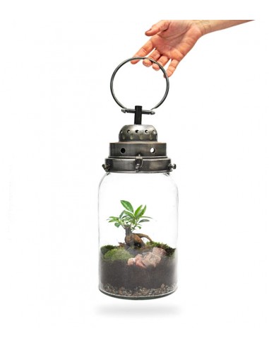 Lanterna terrarium con led