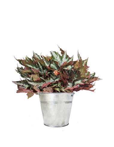 Begonia Sumatra Green