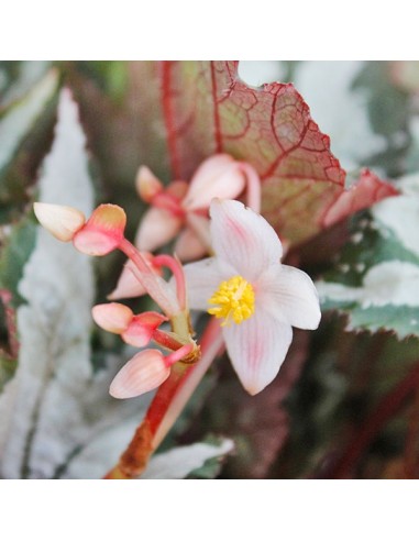 Begonia Sumatra Green
