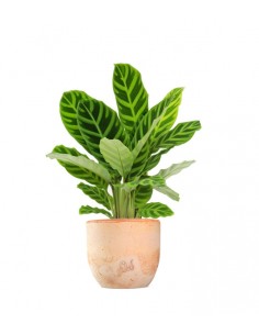 Calathea Zebrina