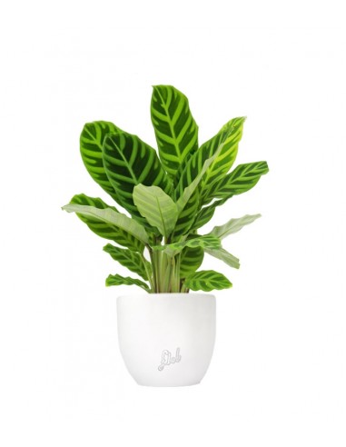 Calathea Zebrina