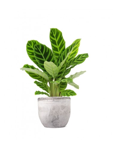 Calathea Zebrina