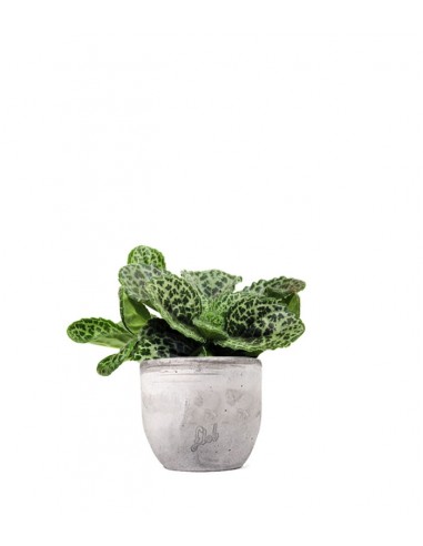 Streptocarpus Pretty Turtle