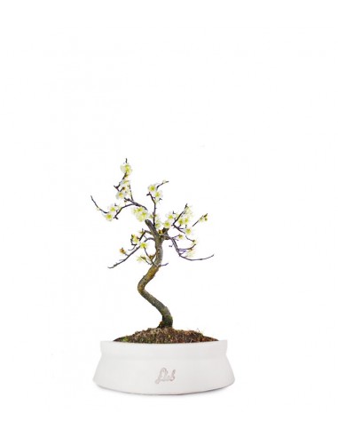 Prunus bonsai Giapponese fiore bianco S