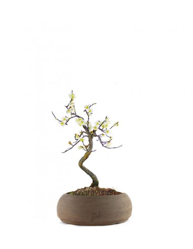 Prunus bonsai Giapponese fiore bianco S