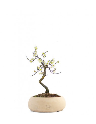 Prunus bonsai Giapponese fiore bianco S