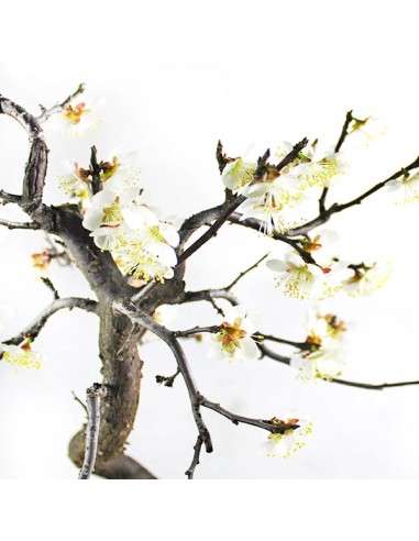 Prunus bonsai Giapponese fiore bianco S