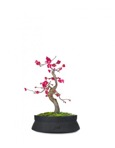 Prunus bonsai Giapponese fiore rosa S
