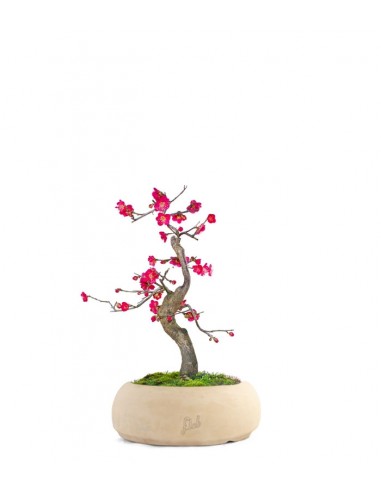 Prunus bonsai Giapponese fiore rosa S