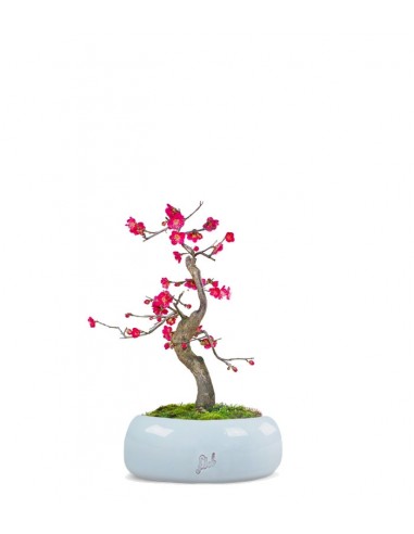 Prunus bonsai Giapponese fiore rosa S