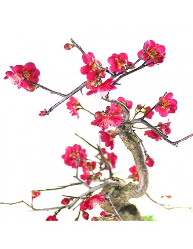        Prunus bonsai Giapponese fiore...
