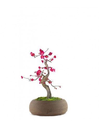 Prunus bonsai Giapponese fiore rosa S