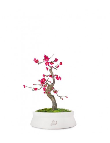 Prunus bonsai Giapponese fiore rosa S