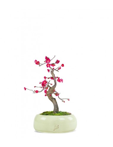 Prunus bonsai Giapponese fiore rosa S