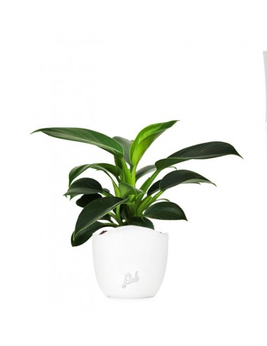 Filodendro Green Princess | Philodendron