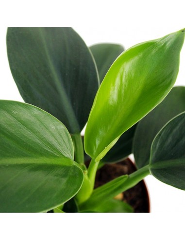 Filodendro Green Princess 