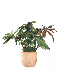 Begonia Luxurians