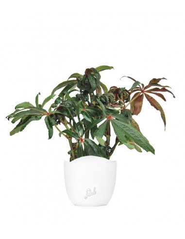 Begonia Luxurians