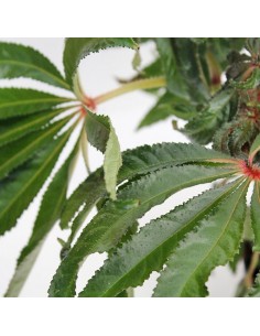 Begonia Luxurians 2