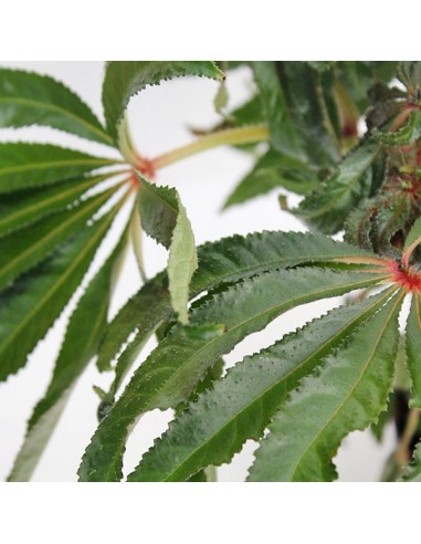 Begonia Luxurians