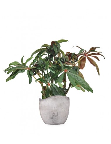 Begonia Luxurians