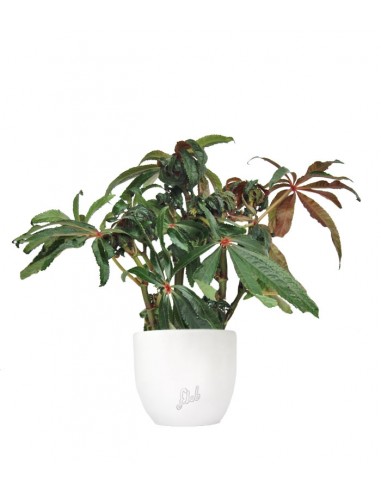 Begonia Luxurians