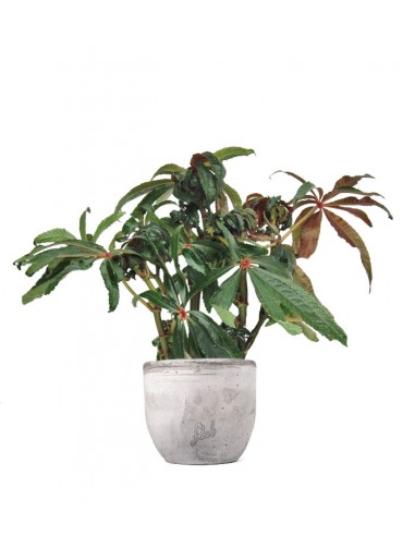 Begonia Luxurians