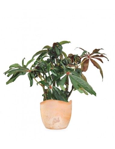 Begonia Luxurians