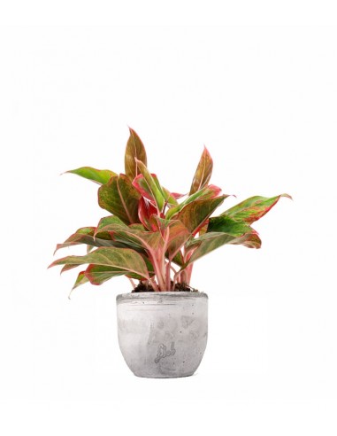 Aglaonema Siam Aurora