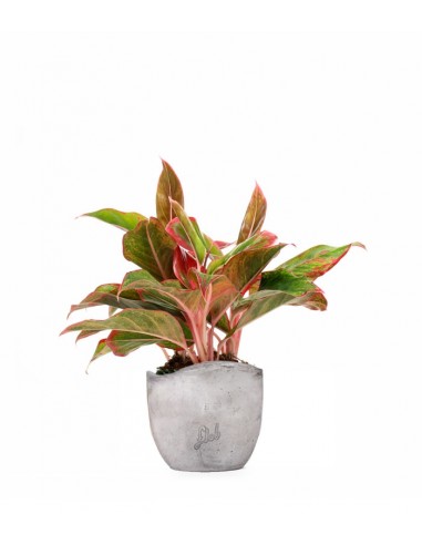 Aglaonema Siam Aurora