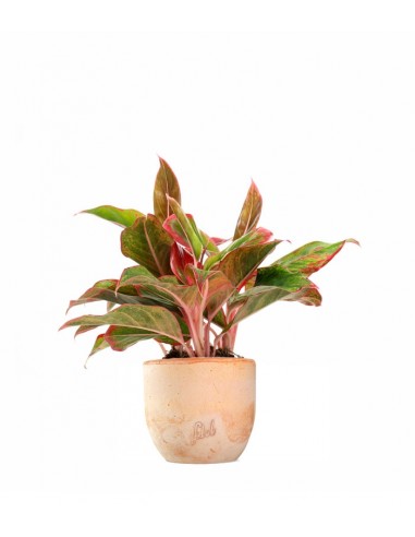 Aglaonema Siam Aurora