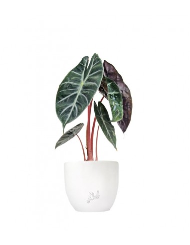 Alocasia Pink Dragon
