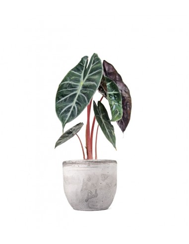 Alocasia Pink Dragon