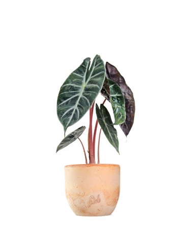 Alocasia Pink Dragon