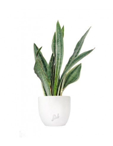 Sansevieria trifasciata "Silver Queen"