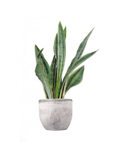 Sansevieria trifasciata "Silver Queen"