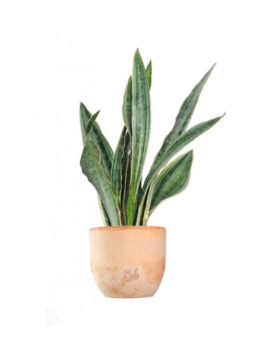 Sansevieria trifasciata "Silver Queen"