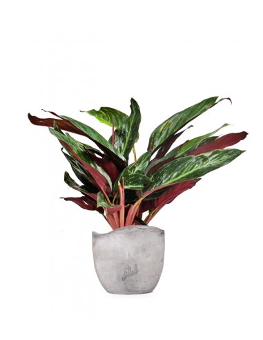 Calathea Stromanthe Sanguinea “Magic...