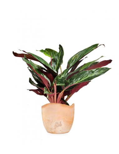 Calathea Stromanthe Sanguinea “Magic...