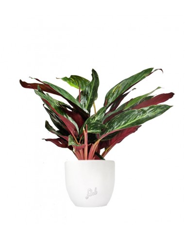 Calathea Stromanthe Sanguinea “Magic...