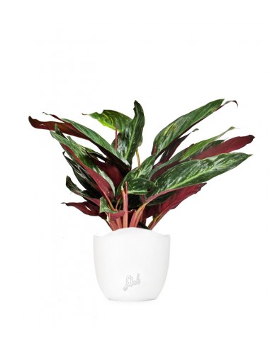 Calathea Stromanthe Sanguinea “Magic...