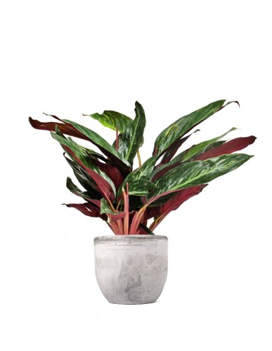 Calathea Stromanthe Sanguinea “Magic...