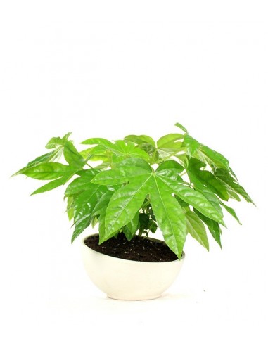Fatsia vaso ciotola in terracotta