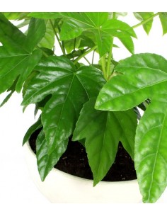 Fatsia vaso ciotola in... 2